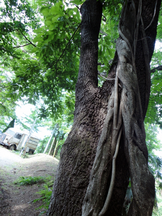 クヌギと藤つる